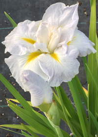 Iris ensata 'Dace'